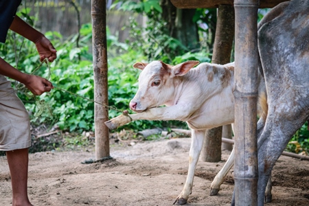 Brown dairy cow in a green field in a village