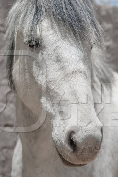 Photo or white or grey horse kept on a farm used for animal labour in the Himalayan mountains near Leh in Ladakh in India