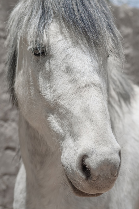 Photo or white or grey horse kept on a farm used for animal labour in the Himalayan mountains near Leh in Ladakh in India