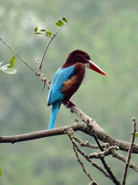 White throated kingfisher sitting in a tree