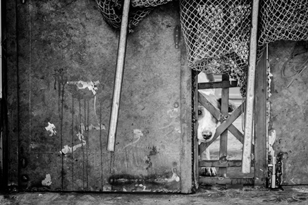 Dog caught for sterilisation or spay and neuter operation in animal birth control drive in urban city in Maharashtra in black and white