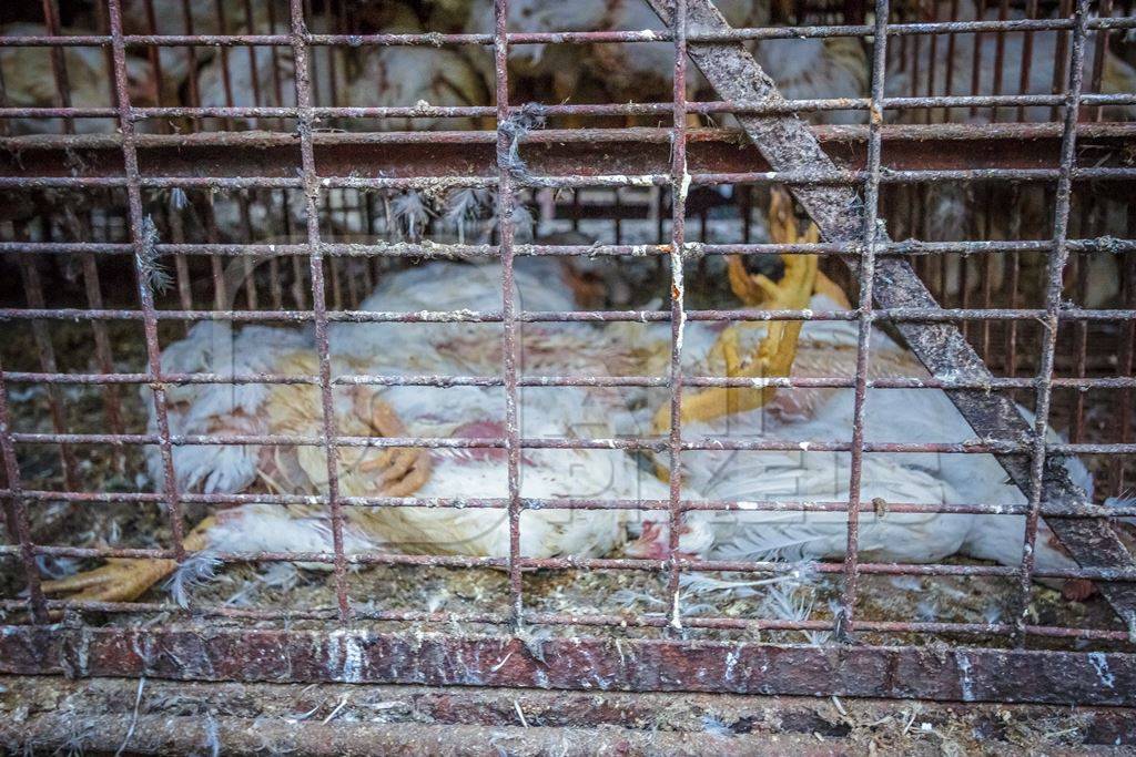 Dead and dying broiler chickens raised for meat with transport trucks  near Crawford meat market in Mumbai
