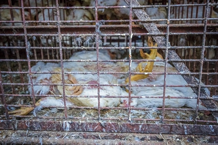 Dead and dying broiler chickens raised for meat with transport trucks  near Crawford meat market in Mumbai