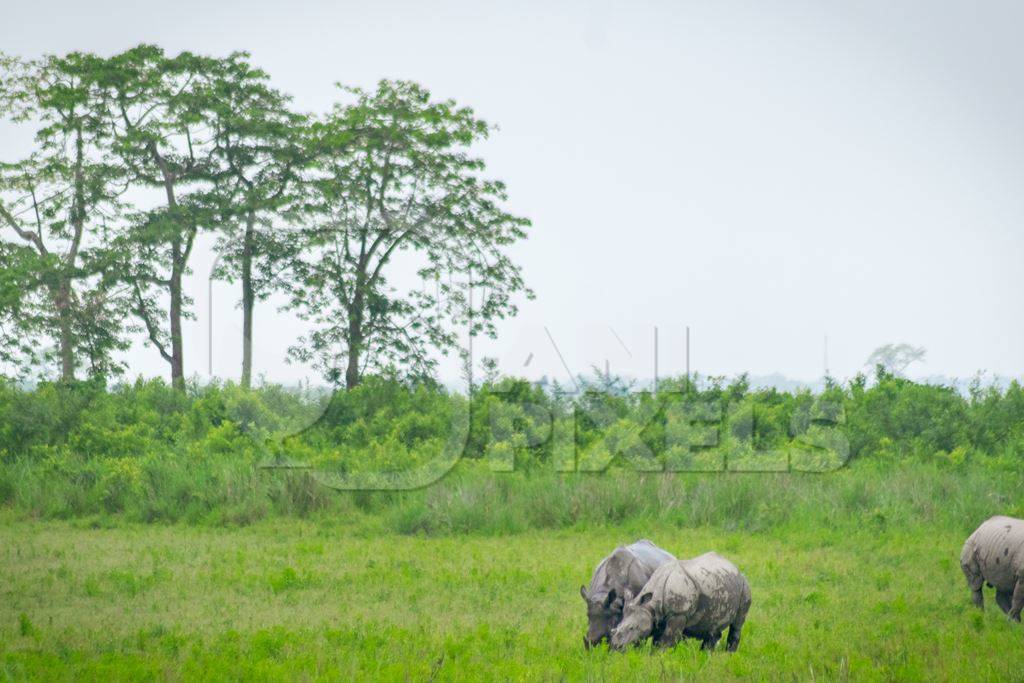 Photo of herd of many Indian one-horned rhinos in landscape with green vegetation in Kaziranga National Park in Assam in India
