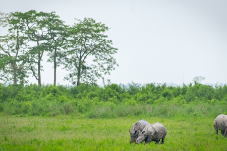 Photo of herd of many Indian one-horned rhinos in landscape with green vegetation in Kaziranga National Park in Assam in India