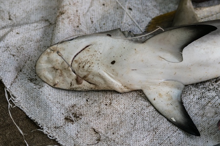 Small shark on sale with hook in mouth at a fish marke