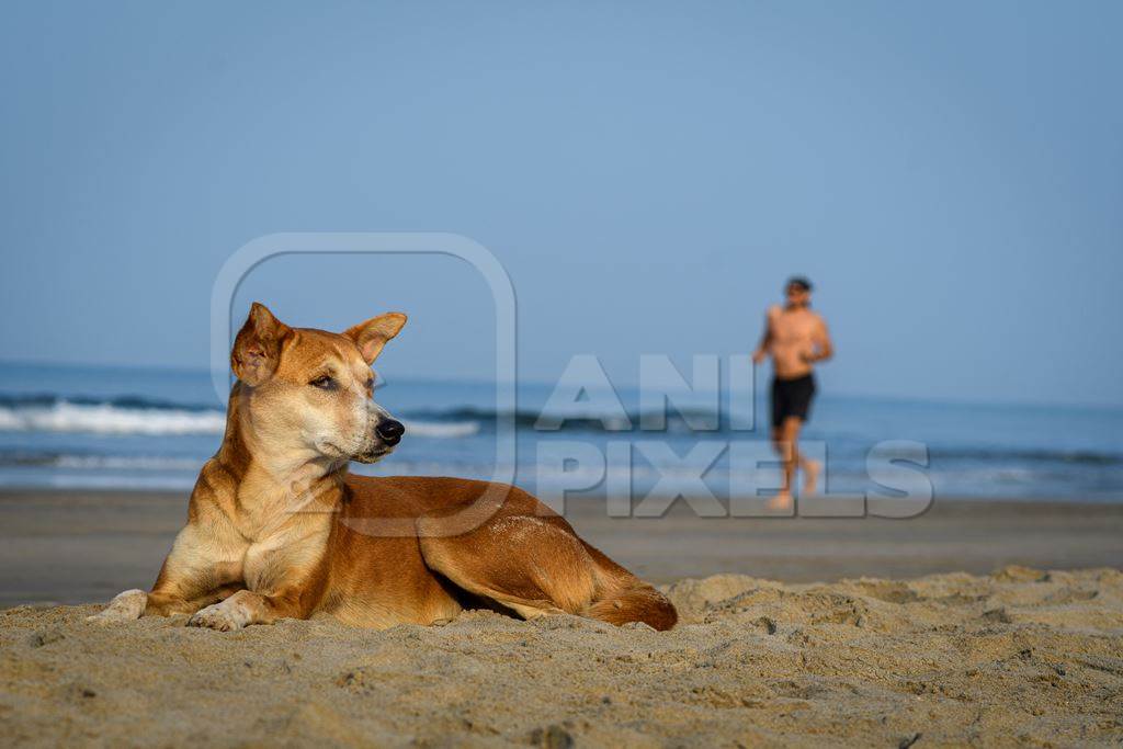 Indian street dog or stray pariah dog on the beach in Goa, India, 2022