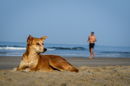 Indian street dog or stray pariah dog on the beach in Goa, India, 2022