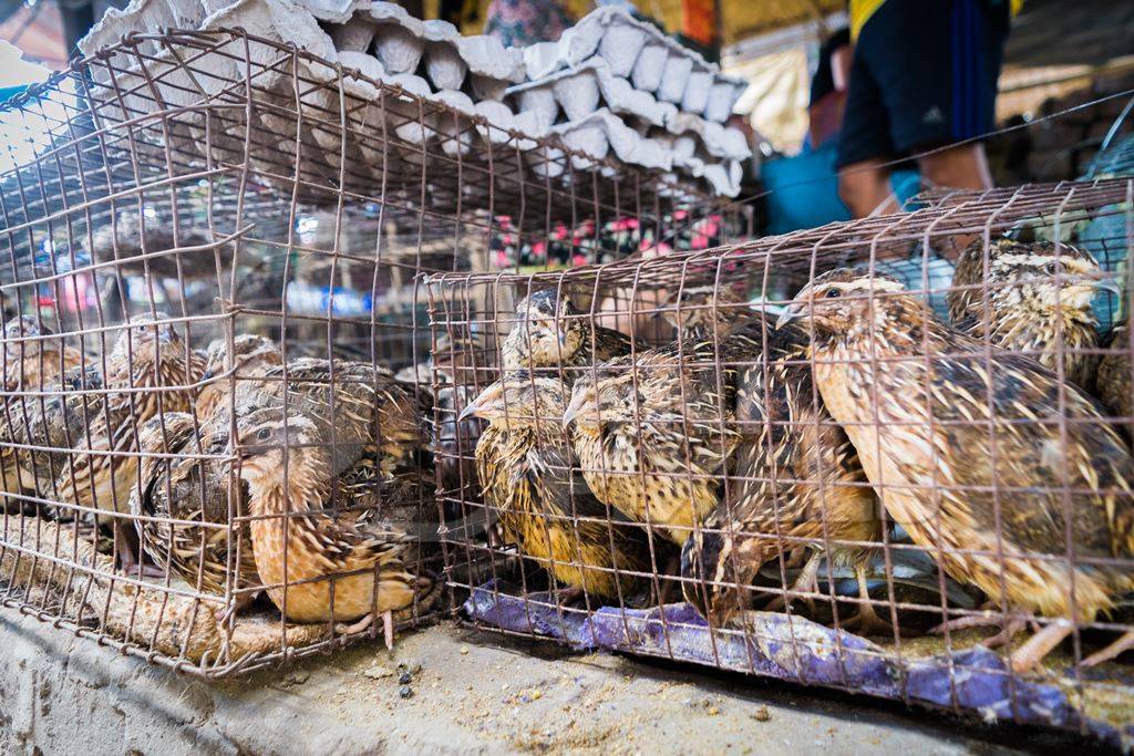 Small brown quail birds in a cage with quail eggs on sale at an exotic market