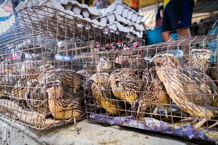 Small brown quail birds in a cage with quail eggs on sale at an exotic market