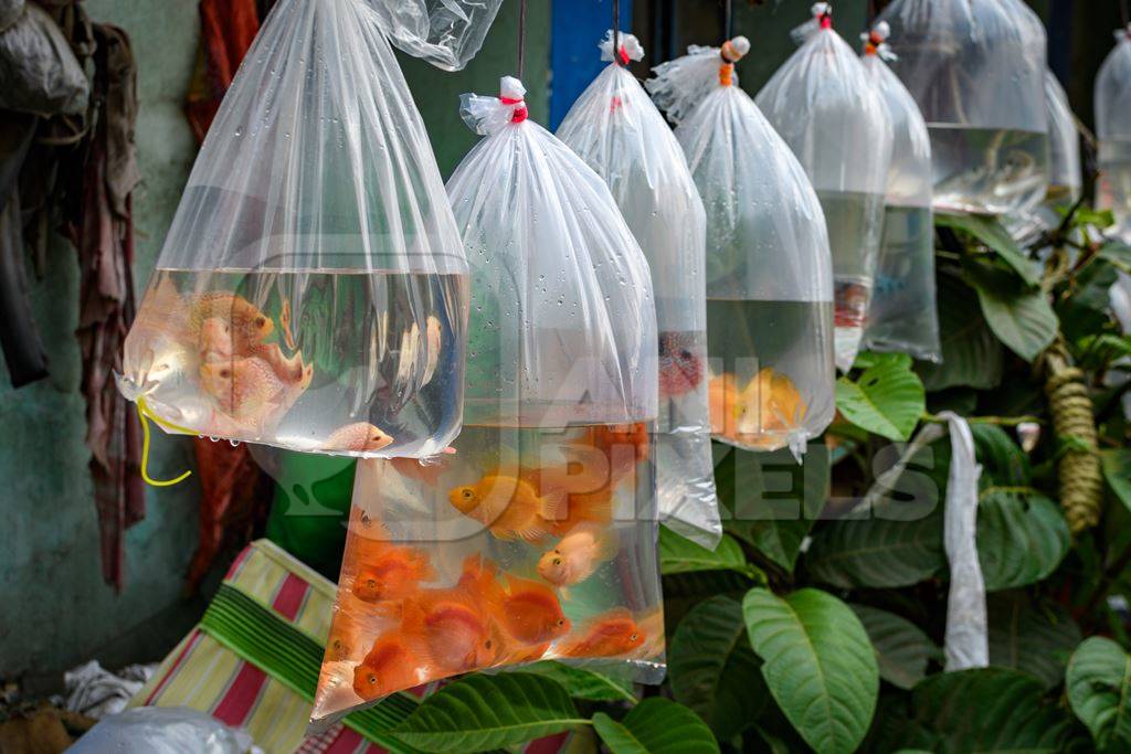 Orange aquarium fish on sale in plastic bags at Galiff Street pet market, Kolkata, India, 2022