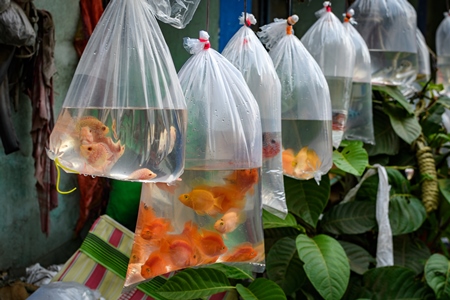 Orange aquarium fish on sale in plastic bags at Galiff Street pet market, Kolkata, India, 2022