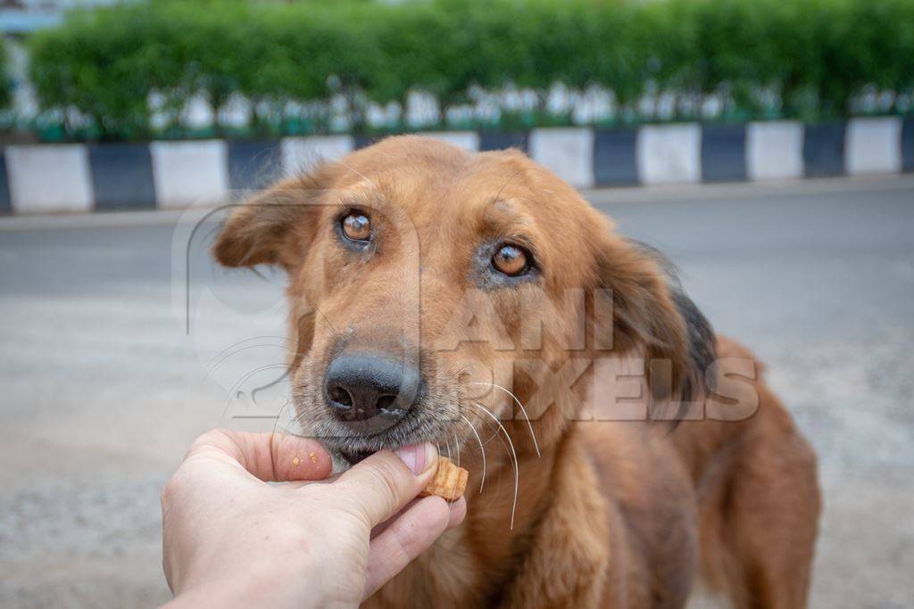 Indian street or stray dogs on road eating food given by dog feeder in urban city in Pune, India