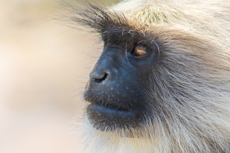 Face of Indian gray or hanuman langur monkeys in Mandore Gardens in the city of Jodhpur in Rajasthan in India