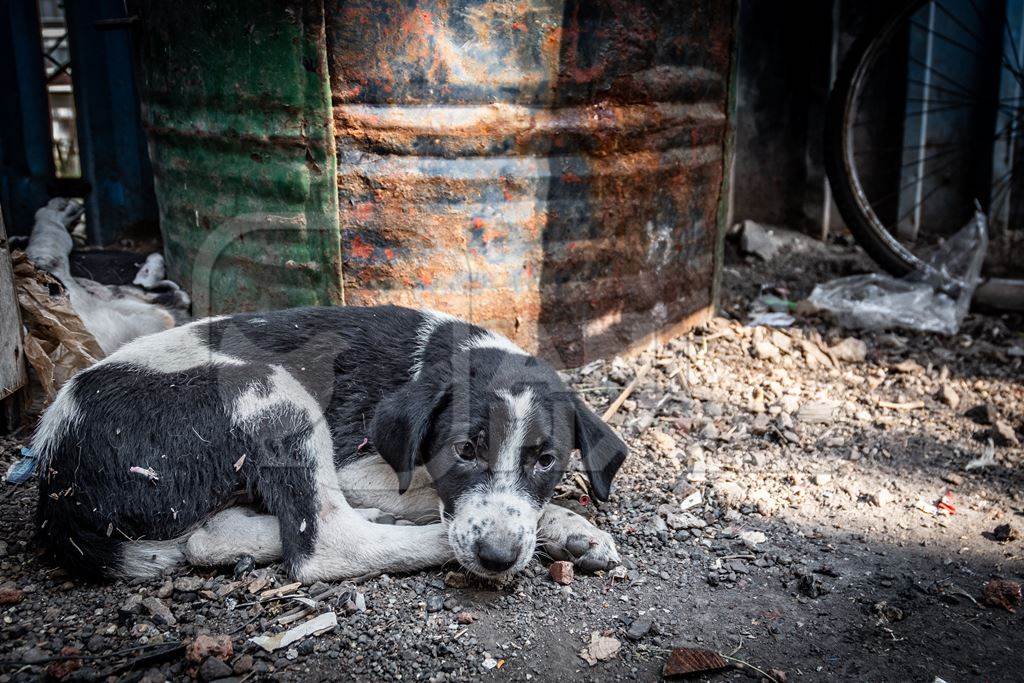 Small street puppy sleeping on the ground in an urban city in India in black and white