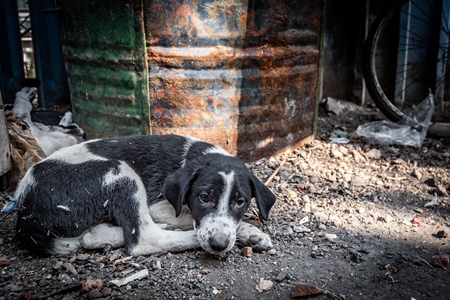 Small street puppy sleeping on the ground in an urban city in India in black and white