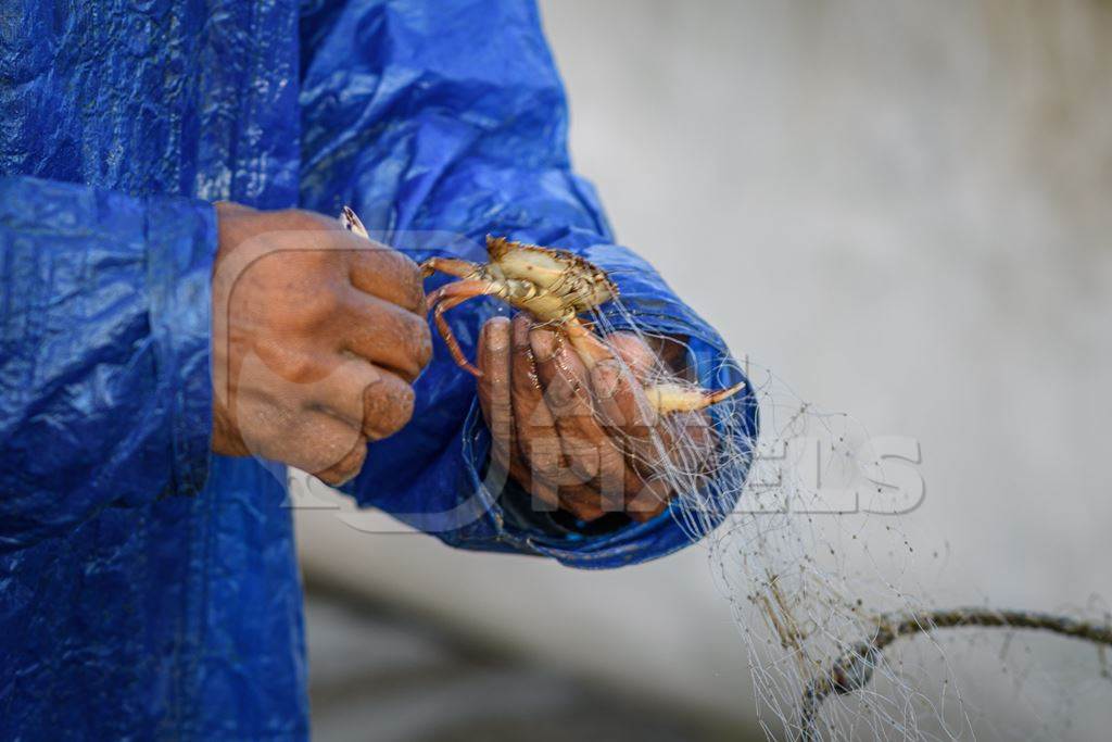 Man removing Indian crab caught in fishing net on beach in Goa, India, 2022