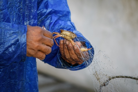 Man removing Indian crab caught in fishing net on beach in Goa, India, 2022