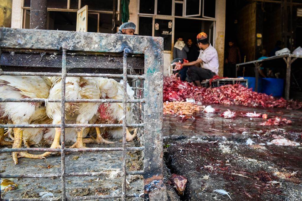 Crate of Indian broiler chickens waiting to be slaughtered at Ghazipur murga mandi, Ghazipur, Delhi, India, 2022