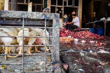 Crate of Indian broiler chickens waiting to be slaughtered at Ghazipur murga mandi, Ghazipur, Delhi, India, 2022