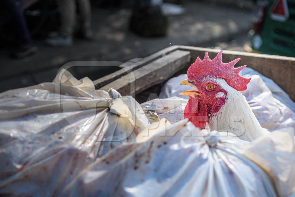 Indian broiler chicken among plastic bags in cart at the live chicken market at Ghazipur murga mandi, Ghazipur, Delhi, India, 2022