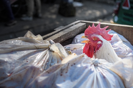 Indian broiler chicken among plastic bags in cart at the live chicken market at Ghazipur murga mandi, Ghazipur, Delhi, India, 2022