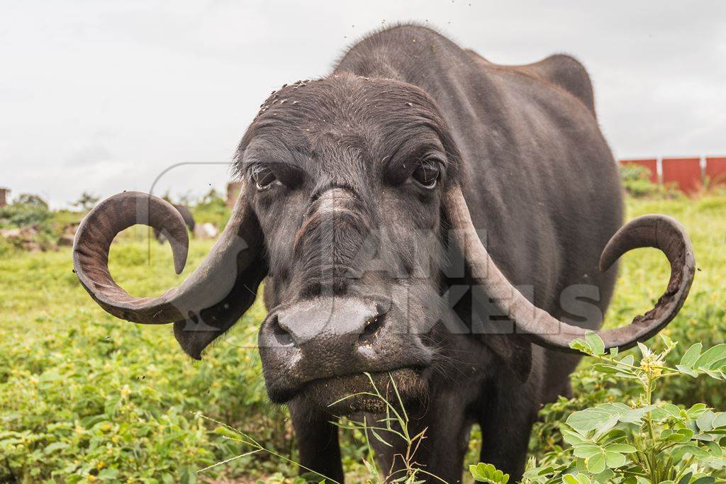 Large black Indian buffalo in a field next to an urban buffalo dairy