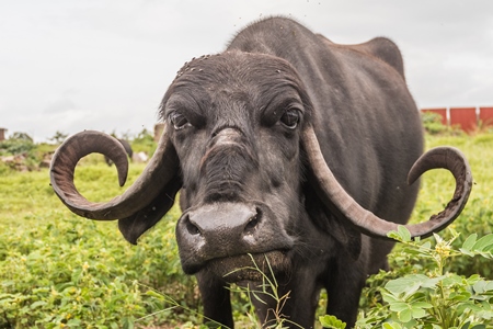 Large black Indian buffalo in a field next to an urban buffalo dairy