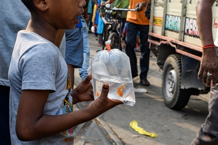 Boy selling goldfish in small plastic bags at Galiff Street pet market, Kolkata, India, 2022