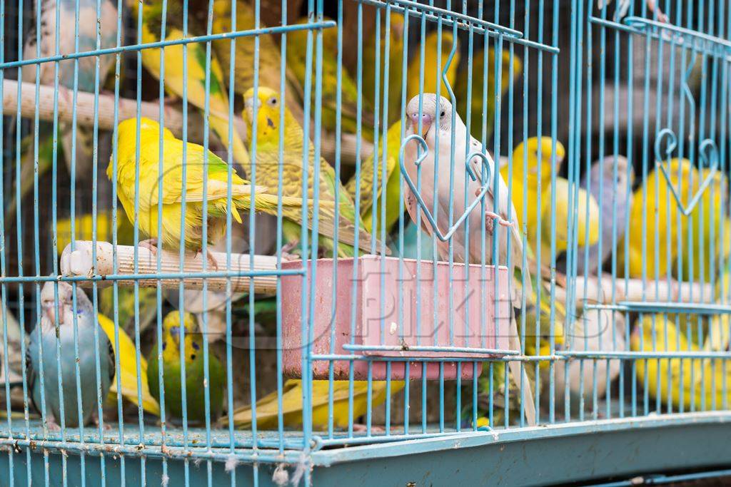 Cockatiels or budgerigars in cage on sale at Crawford pet market