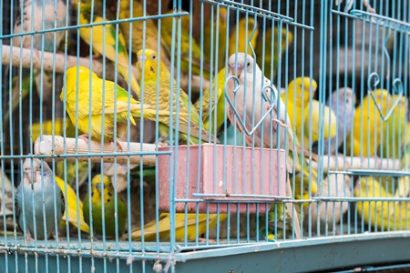 Cockatiels or budgerigars in cage on sale at Crawford pet market