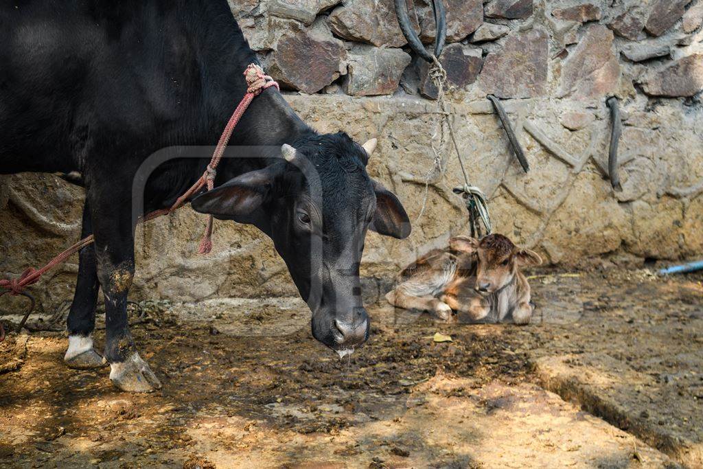 Indian dairy cow and calf tied up in the street outside an urban tabela, Ghazipur Dairy Farm, Delhi, India, 2022