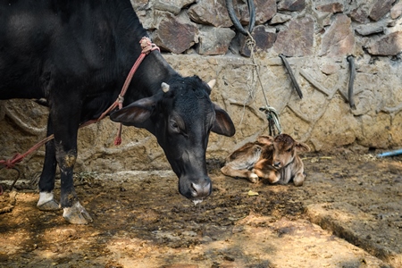 Indian dairy cow and calf tied up in the street outside an urban tabela, Ghazipur Dairy Farm, Delhi, India, 2022