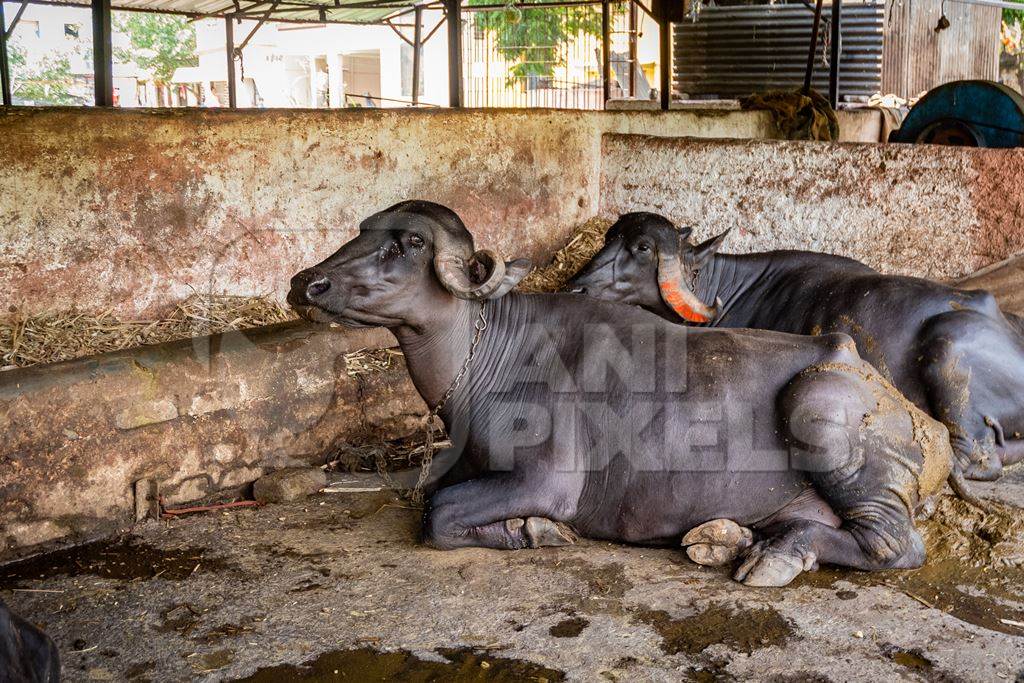 Farmed buffaloes chained up in a dirty urban dairy in the city of Pune