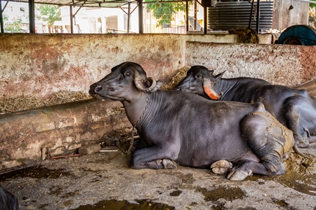 Farmed buffaloes chained up in a dirty urban dairy in the city of Pune