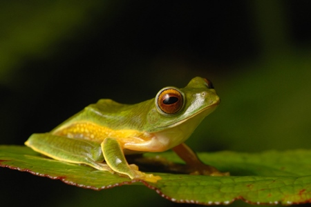 False malabar gliding frog on leaf