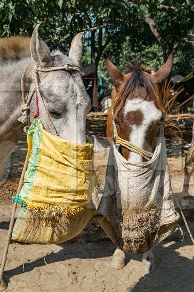 Horses tied up and eating from nosebags at Sonepur horse fair or mela in rural Bihar, India