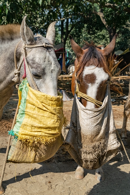 Horses tied up and eating from nosebags at Sonepur horse fair or mela in rural Bihar, India