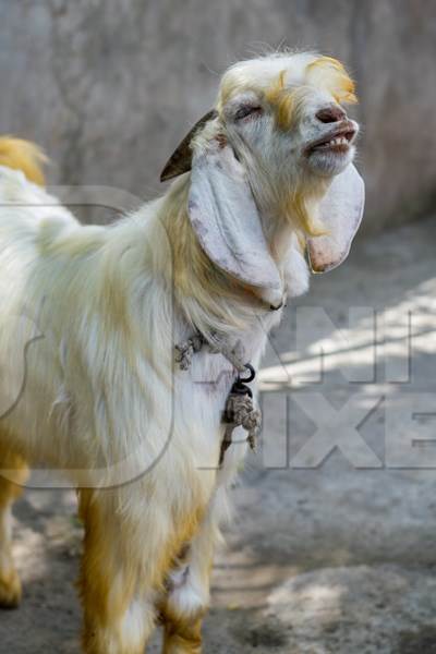 White goat tied up for Eid in an urban city in Maharashtra