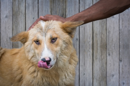 Composite image of man stroking head of stray Indian street dog, Nagaland, India