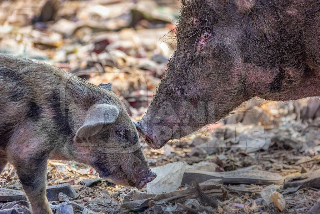 Mother pig and baby piglet feral Indian street pigs on a garbage dump in an urban city in India, 2016