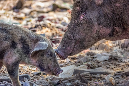 Mother pig and baby piglet feral Indian street pigs on a garbage dump in an urban city in India, 2016