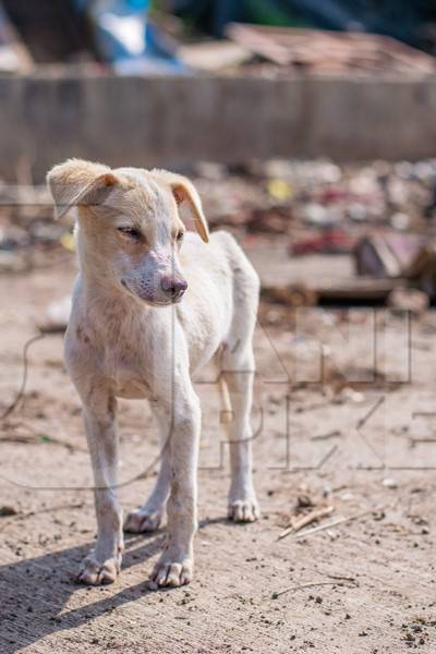 Indian street or stray puppy dog in a slum area in an urban city in Maharashtra in India