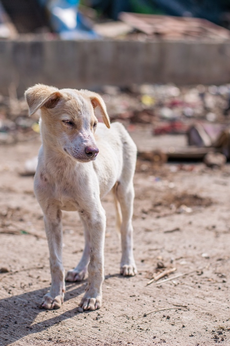 Indian street or stray puppy dog in a slum area in an urban city in Maharashtra in India