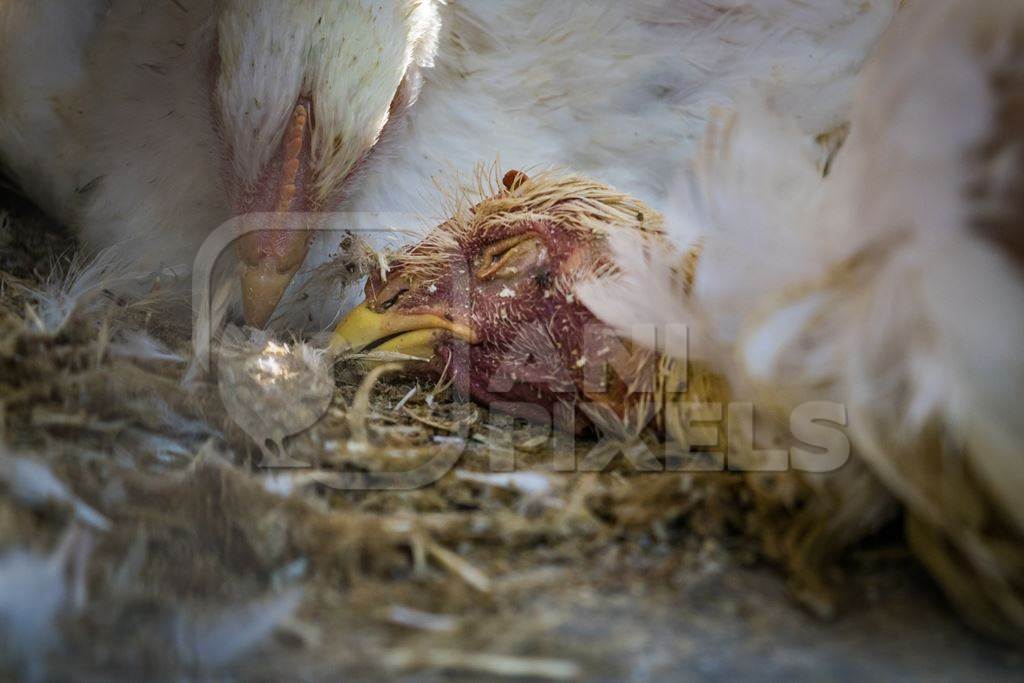 Dead broiler chickens in transport truck in urban city of Mumbai