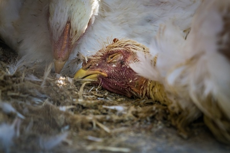 Dead broiler chickens in transport truck in urban city of Mumbai