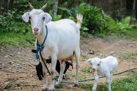 White mother goat with two baby goats in a village in rural Assam