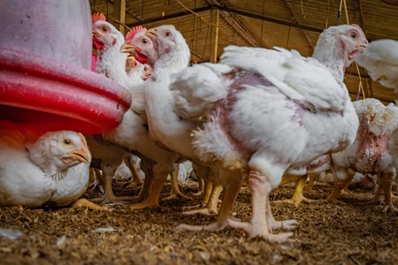 Feet of Indian broiler chickens in a shed on a poultry farm in Maharashtra in India, 2021