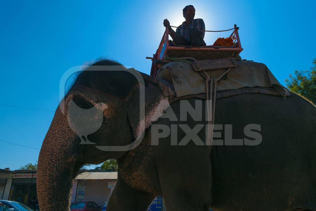 Painted elephant used for entertainment tourist ride walking on street in Ajmer