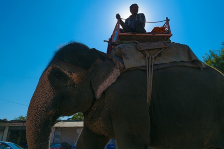 Painted elephant used for entertainment tourist ride walking on street in Ajmer